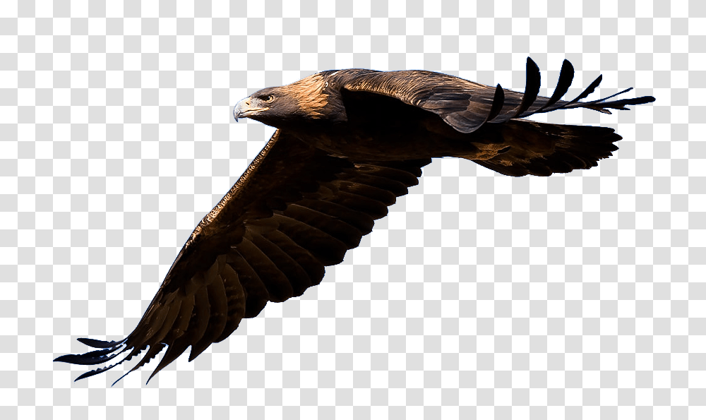 Soaring Eagle Silhouette Clip Art Image Information, Vulture, Bird, Animal, Hawk Transparent Png