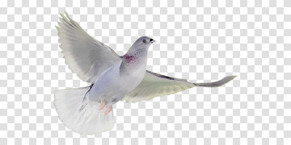 Soaring White Dove White Breasted Nuthatch, Bird, Animal, Pigeon Transparent Png