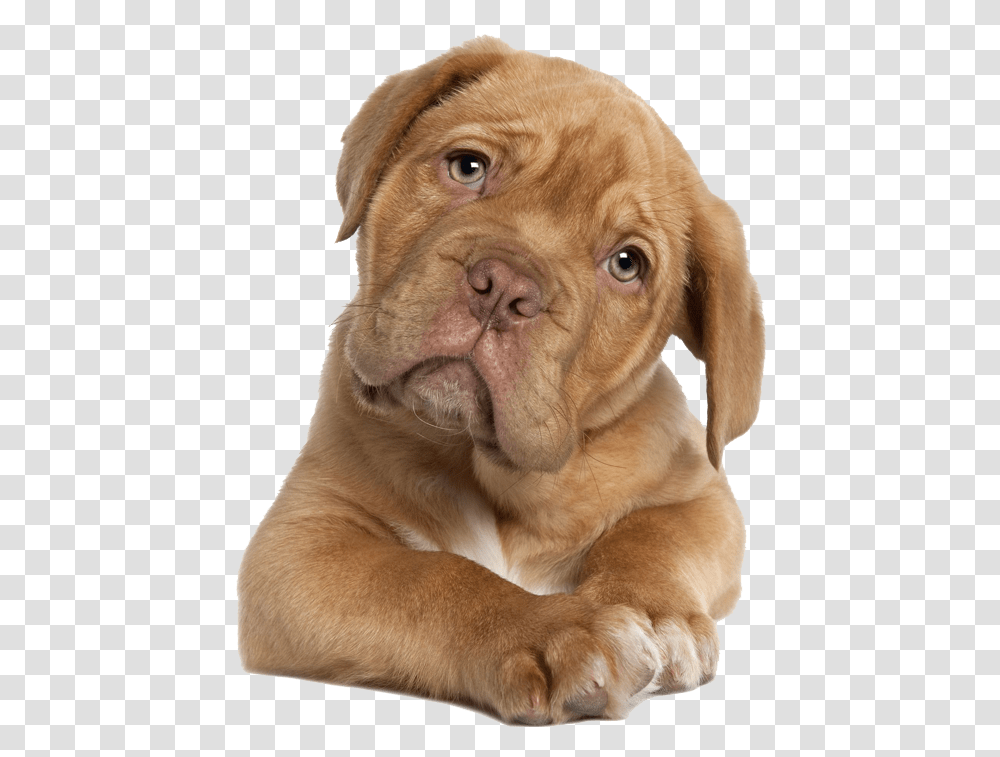Sobaki Na Prozrachnom Fone, Dog, Pet, Canine, Animal Transparent Png