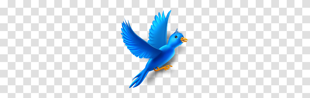 Social Icons, Logo, Bluebird, Animal, Jay Transparent Png