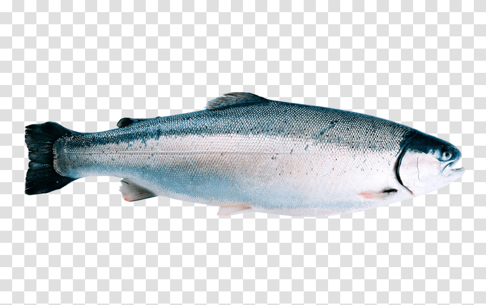 Sockeye Salmon, Coho, Fish, Animal, Sea Life Transparent Png