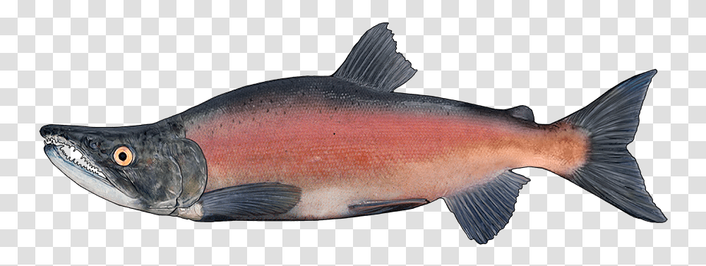 Sockeye Salmon Image With No Coho Salmon, Fish, Animal, Sea Life, Bonito Transparent Png
