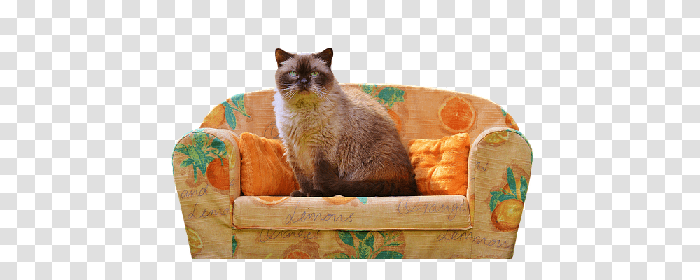 Sofa Animals, Cat, Pet, Mammal Transparent Png