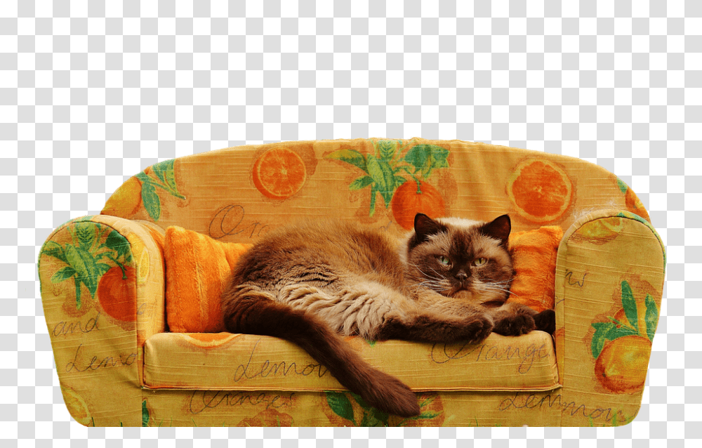 Sofa 960, Animals, Furniture, Couch, Cat Transparent Png