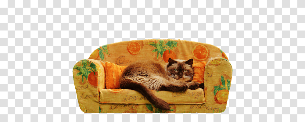 Sofa Animals, Furniture, Couch, Cat Transparent Png