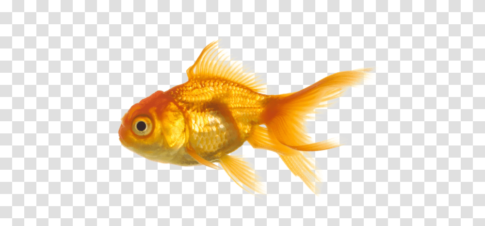 Soft Cute Goth Fish Edit Cutecore 93evil Fish No Background, Animal Transparent Png