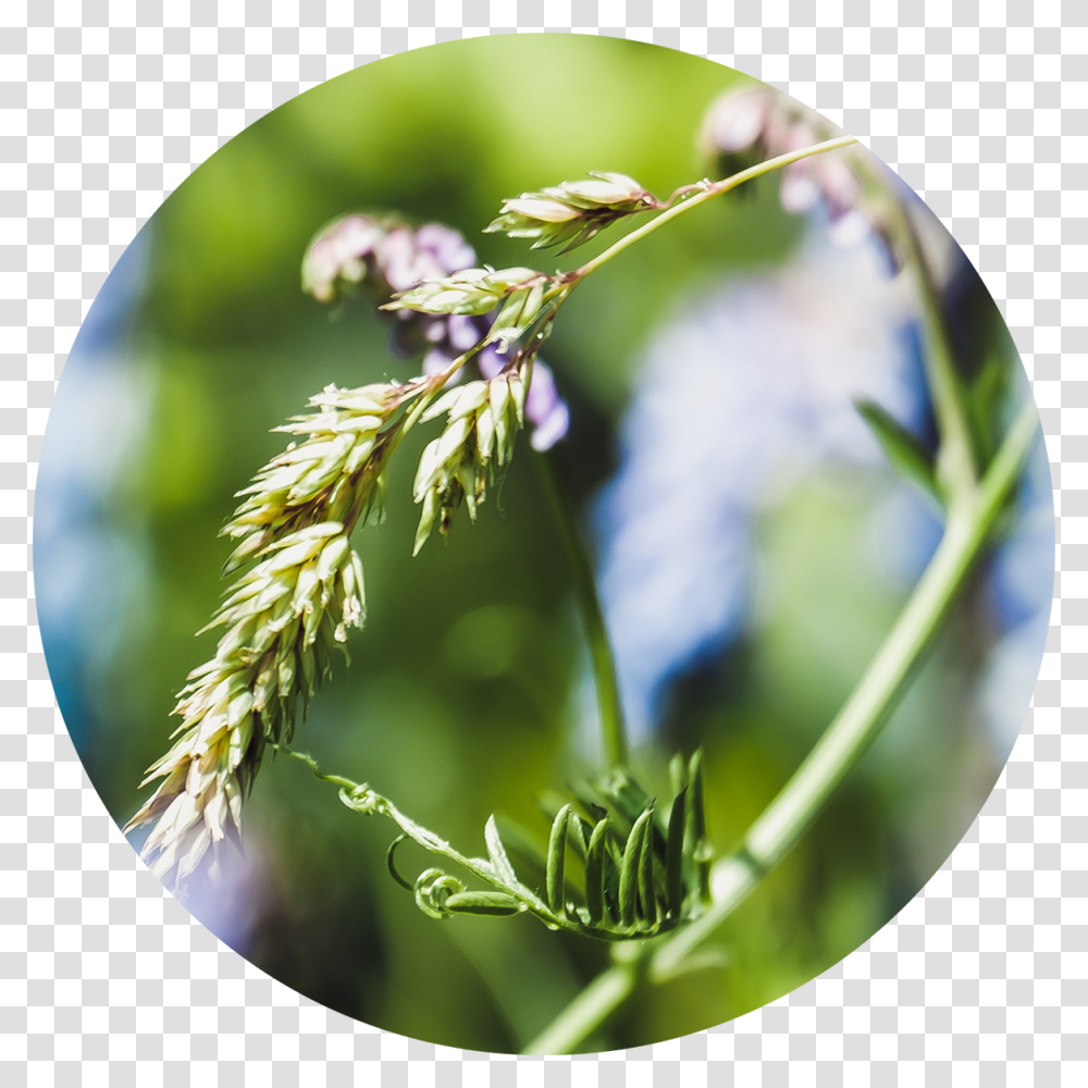 Soft Meadow Grass Close Up, Plant, Tree, Flower, Vegetation Transparent Png