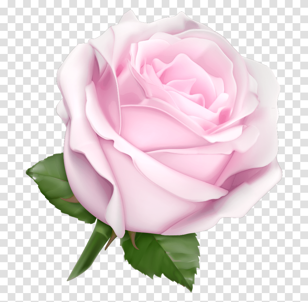 Soft Pink Pink Rose, Flower, Plant, Blossom, Petal Transparent Png