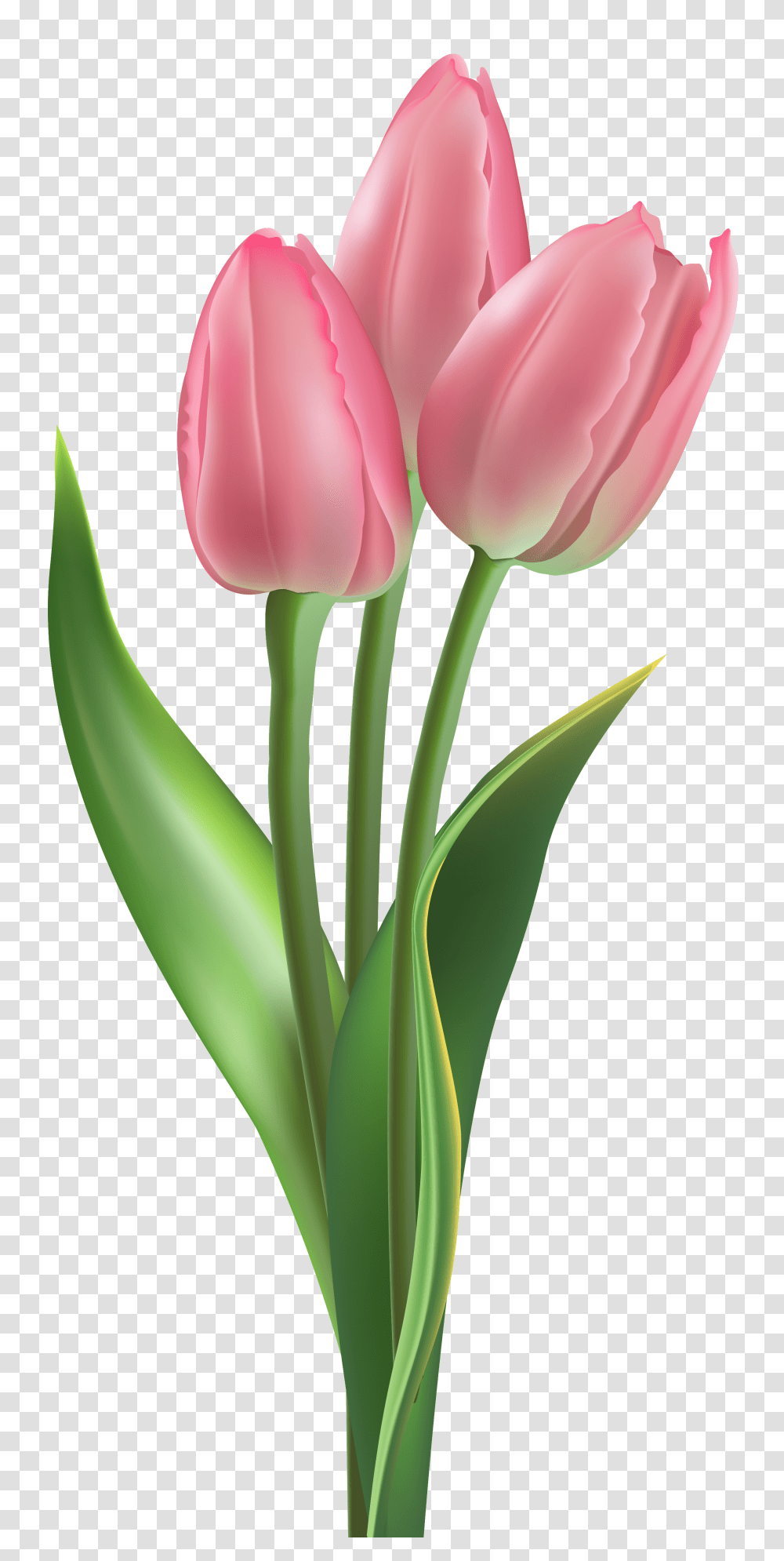 Soft Pink Tulips Clipart Image Pink Tulip Flower, Plant, Blossom Transparent Png