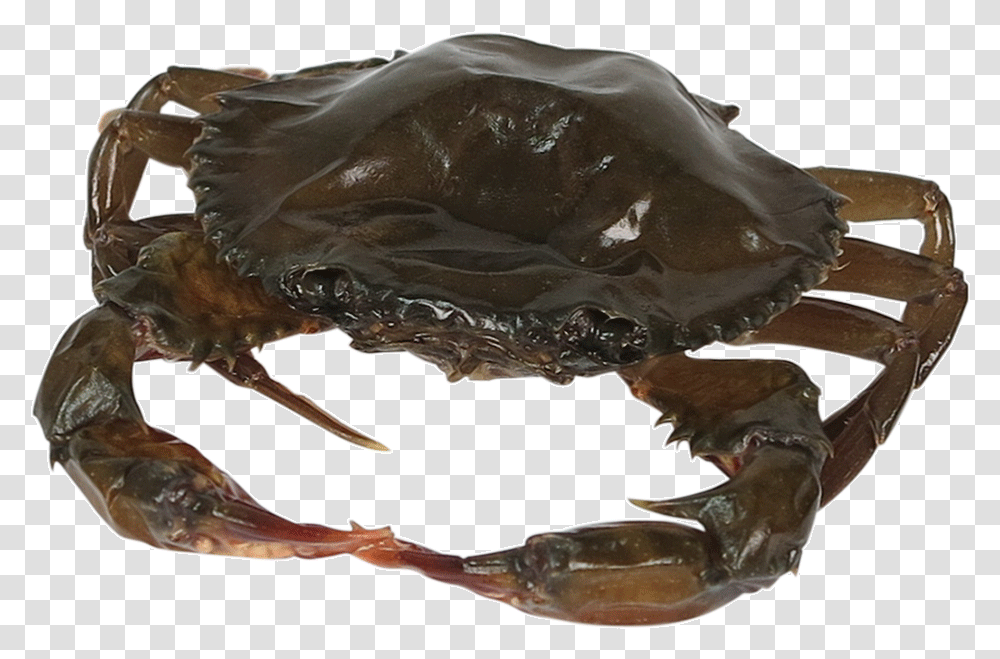 Soft Shell Crab, Animal, Sea Life, Food, Lobster Transparent Png