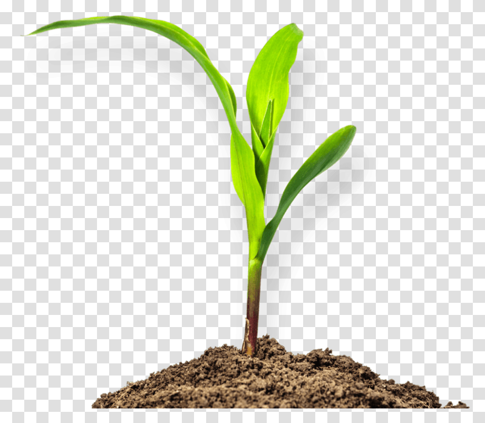Soil Clipart Mud Plant, Sprout, Bird, Animal, Leaf Transparent Png