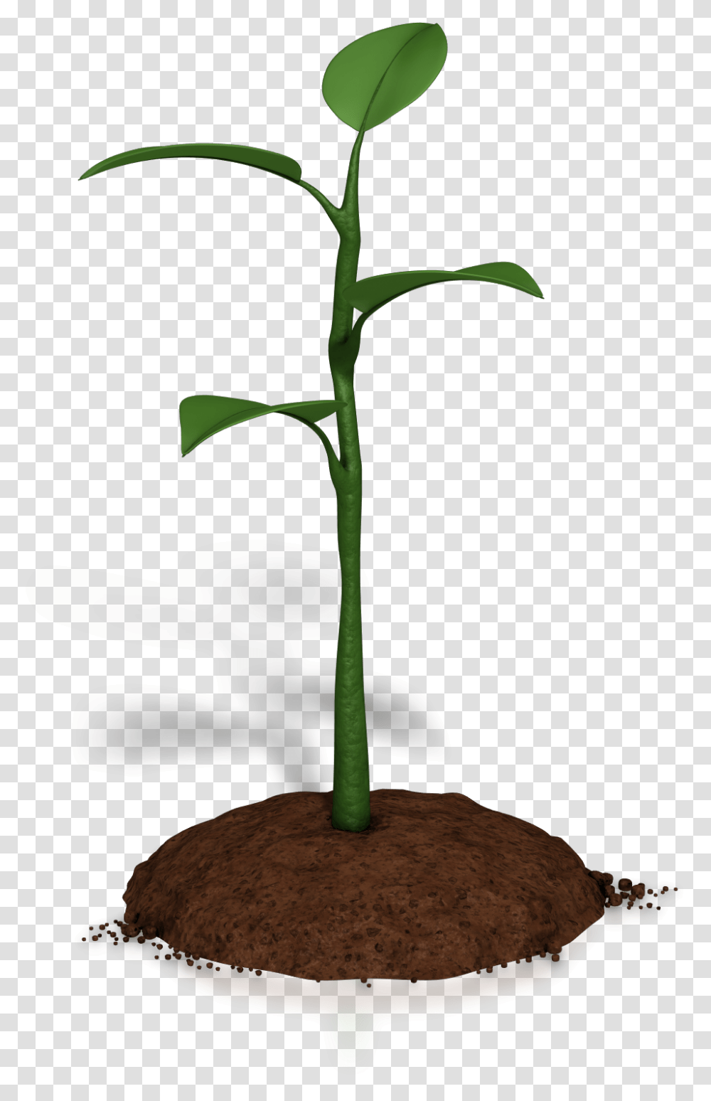 Soil Clipart Plant Growth Plant Animations For Powerpoint Plant Growth Animation, Vegetable, Food, Flower, Blossom Transparent Png
