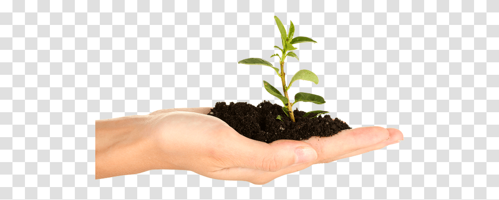 Soil In Hand Plant Hand, Sprout, Person, Human, Leaf Transparent Png