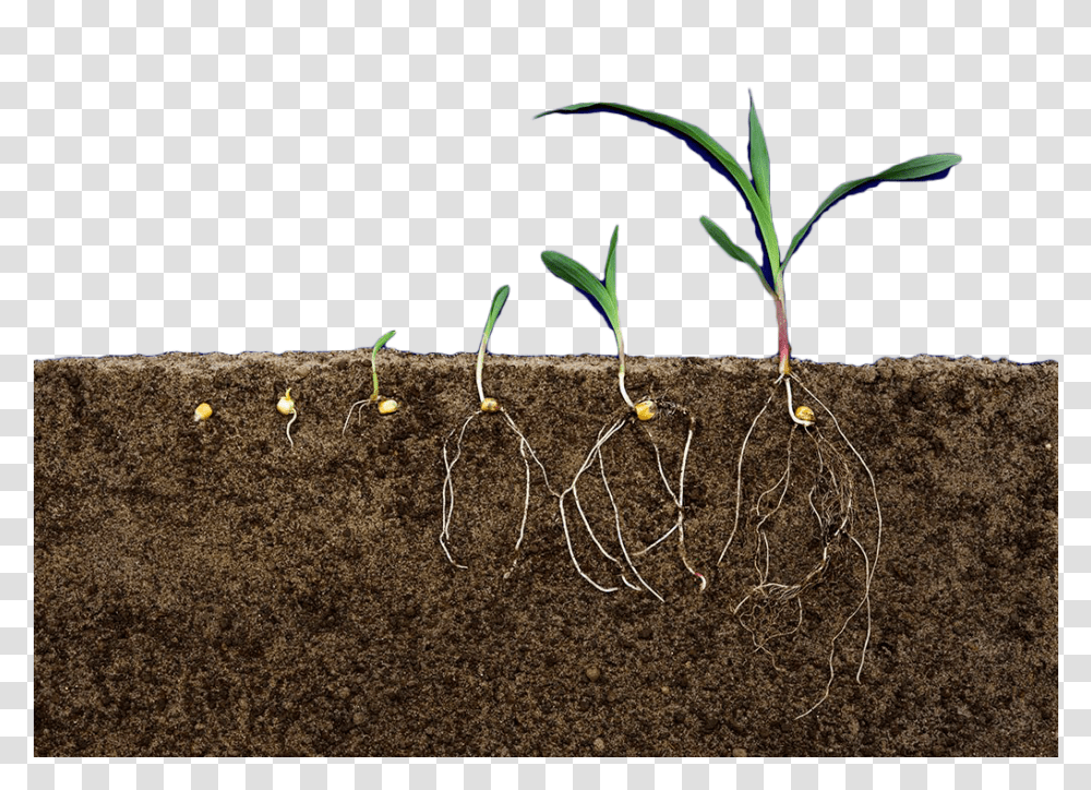 Soil Layers Clipart Soil Layers, Ground, Plant, Sand, Outdoors Transparent Png