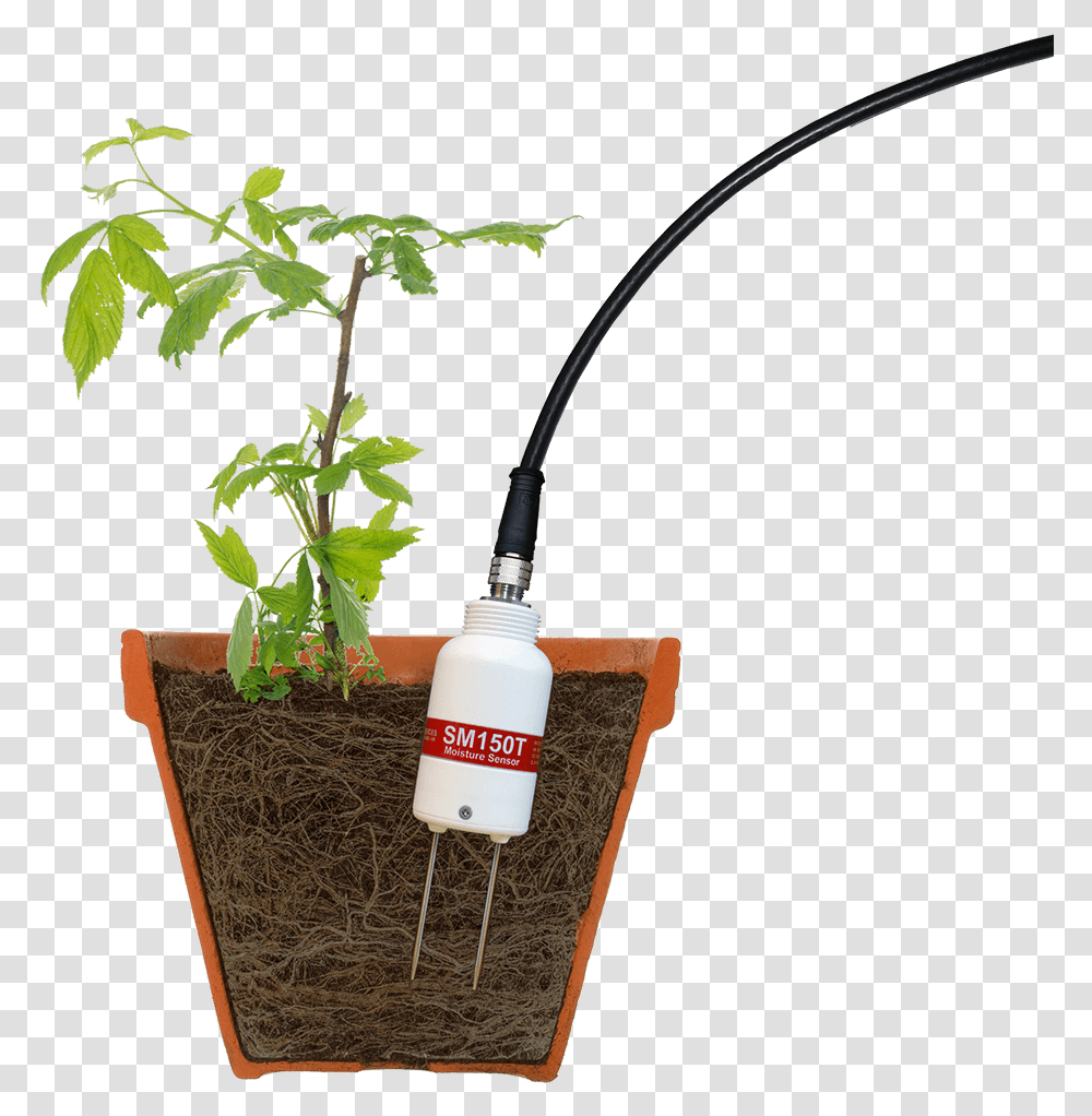 Soil Moisture Sensor In Raspberry Plant Pot Soil Moisture Sensor In Pot, Bow, Cylinder Transparent Png