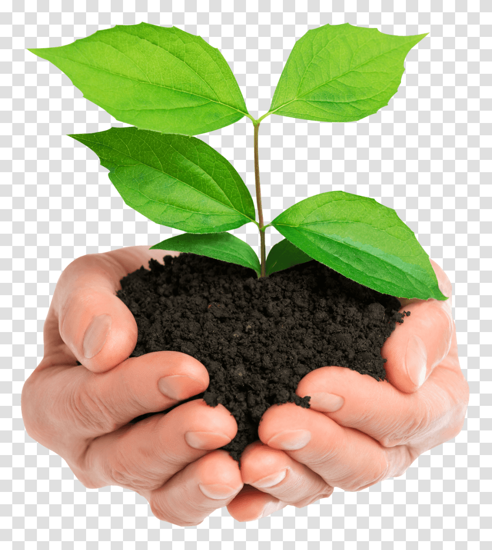 Soil, Nature, Leaf, Plant, Person Transparent Png