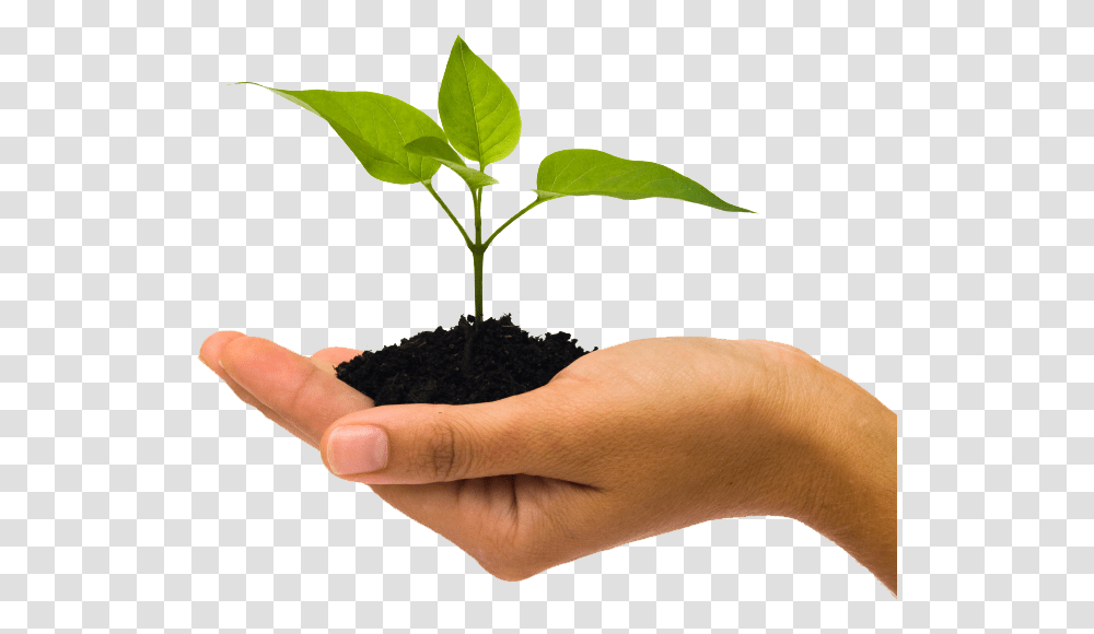 Soil, Nature, Person, Human, Plant Transparent Png