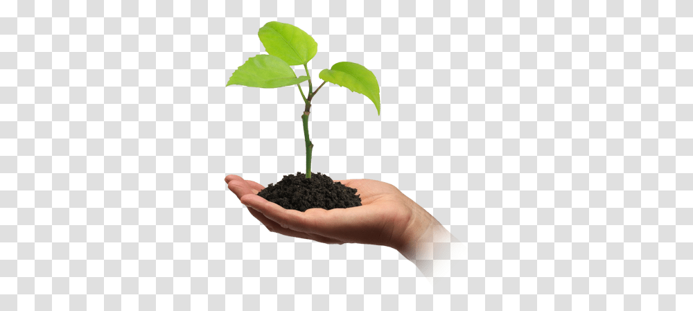 Soil, Nature, Person, Plant, Leaf Transparent Png