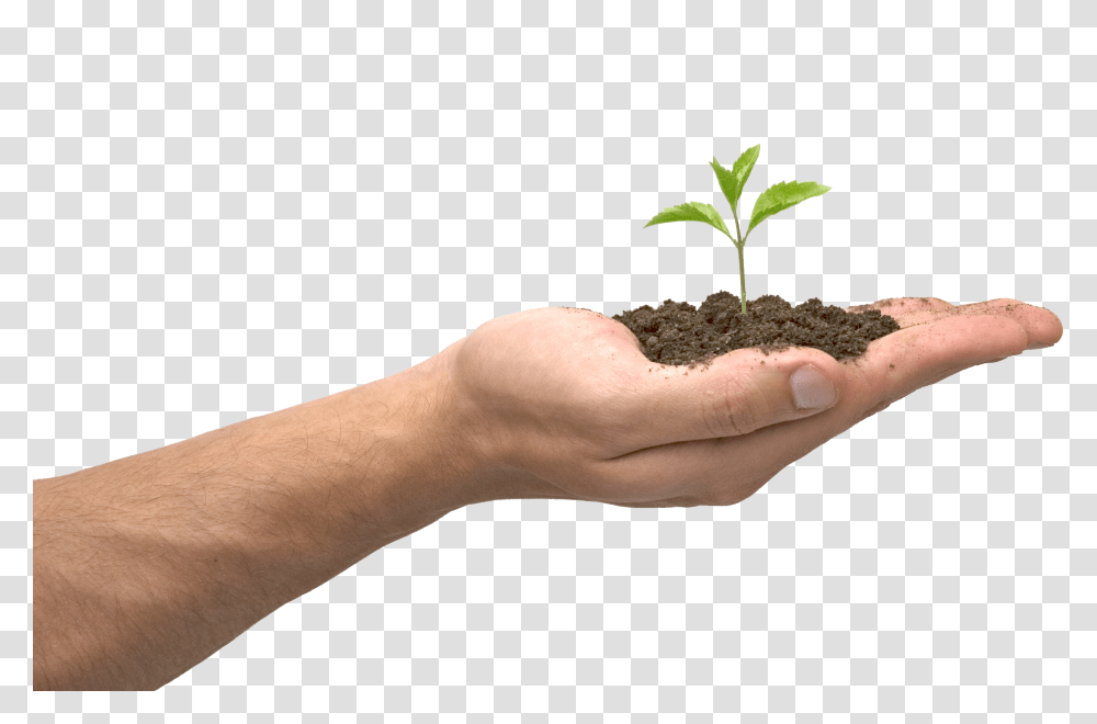 Soil, Nature, Person, Plant, Sprout Transparent Png