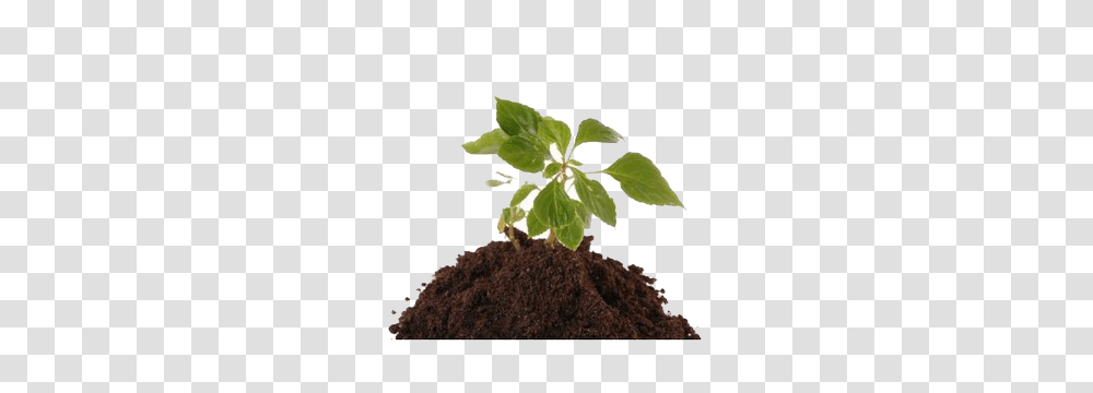 Soil, Nature, Plant, Leaf, Sprout Transparent Png