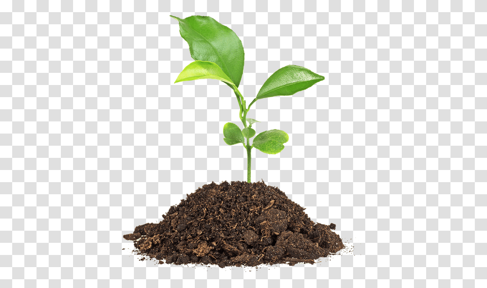 Soil, Nature, Plant, Leaf, Sprout Transparent Png