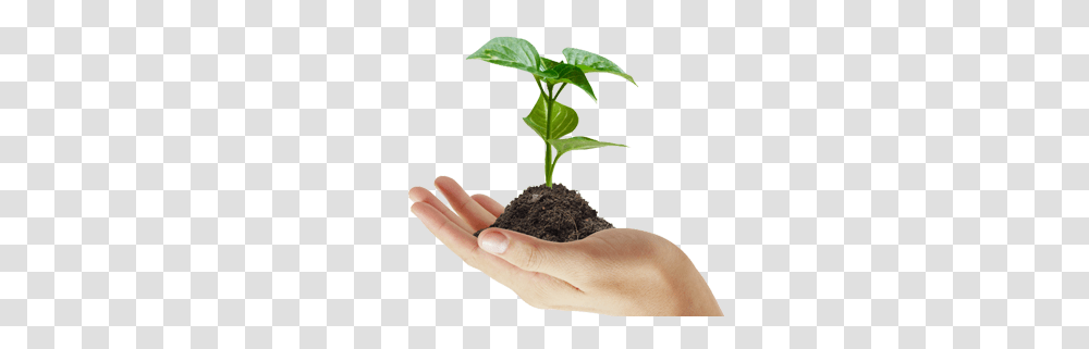 Soil, Nature, Plant, Person, Human Transparent Png