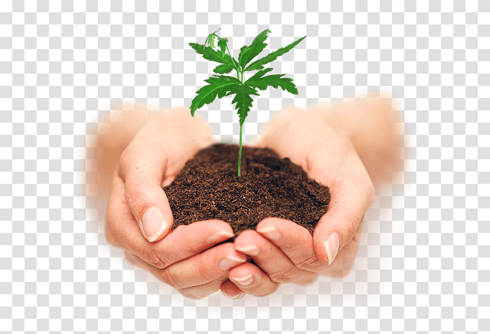 Soil, Nature, Plant, Person, Human Transparent Png