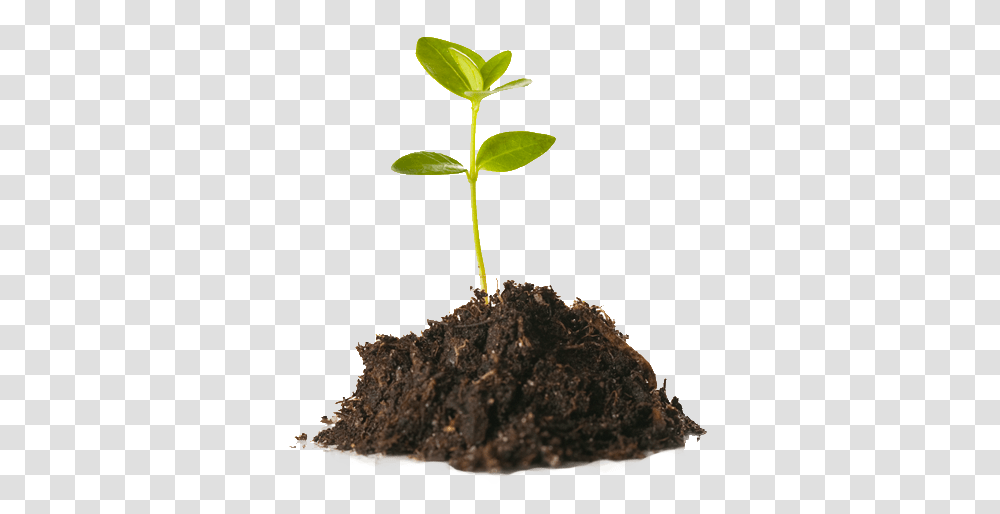 Soil, Nature, Plant, Pineapple, Fruit Transparent Png