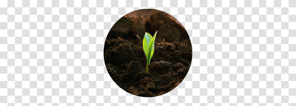 Soil, Nature, Plant, Sprout, Bud Transparent Png
