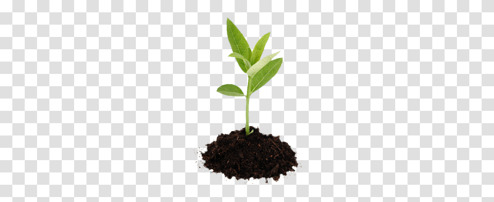 Soil, Nature, Plant, Sprout, Leaf Transparent Png