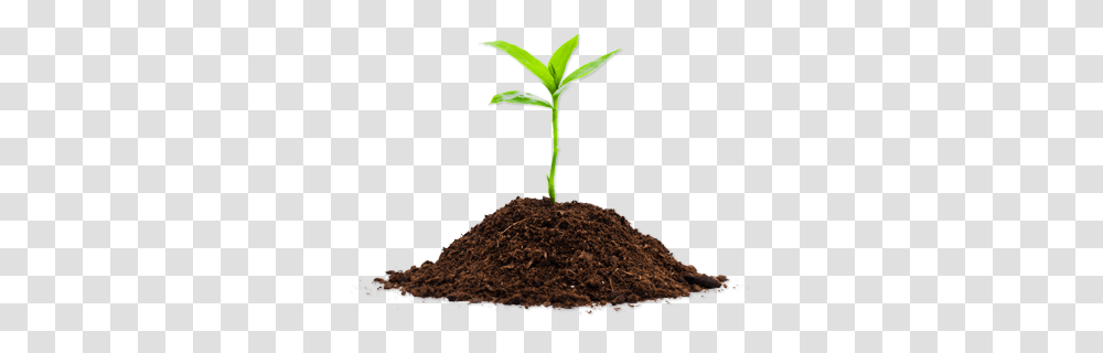 Soil, Nature, Plant, Tree, Rug Transparent Png