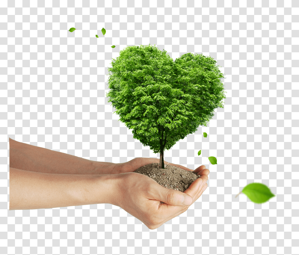 Soil, Nature, Tree, Plant, Person Transparent Png