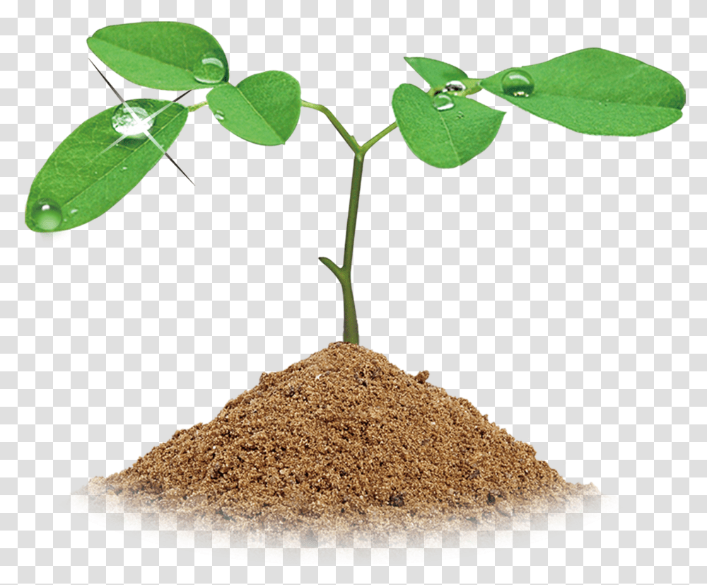 Soil Other Service Banner Transparent Png