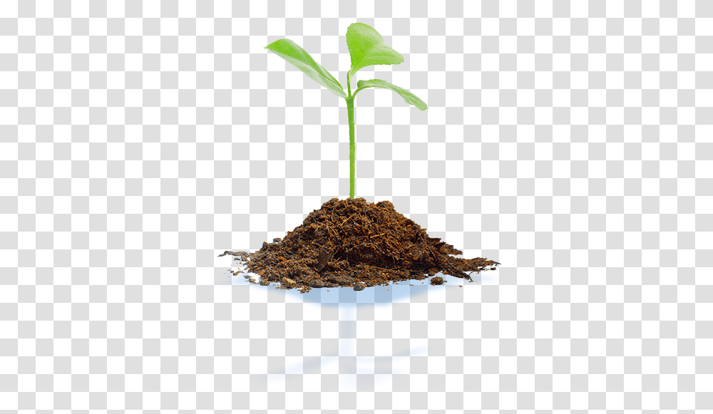 Soil Treatment Biofertilizers And Biostimulants Algenol Young Tree Plant, Sprout, Field, Root Transparent Png