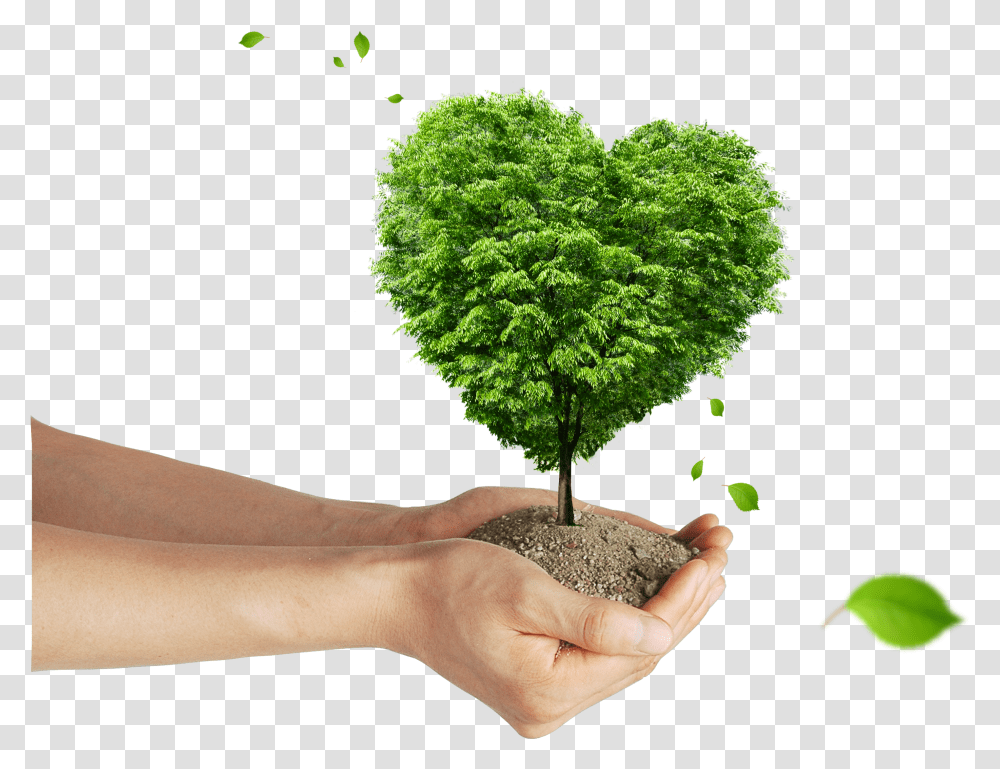 Soil Tree Shaped As A Heart Transparent Png