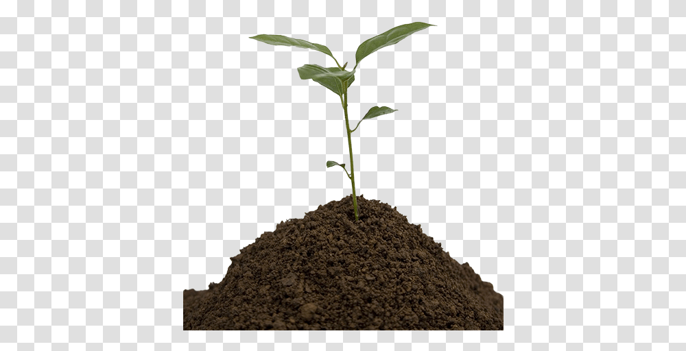 Soil Young Tree, Field, Grassland, Outdoors, Plant Transparent Png