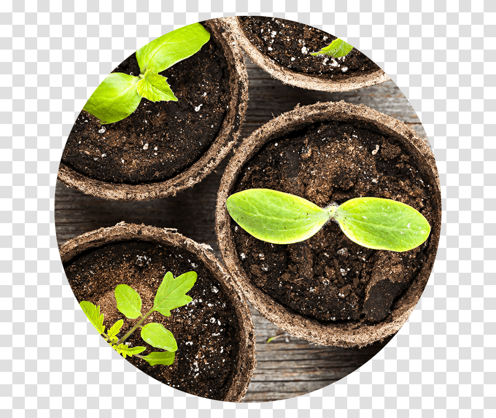 Soilplant Widget Seed Growing In A Pot, Leaf, Potted Plant, Vase, Jar Transparent Png