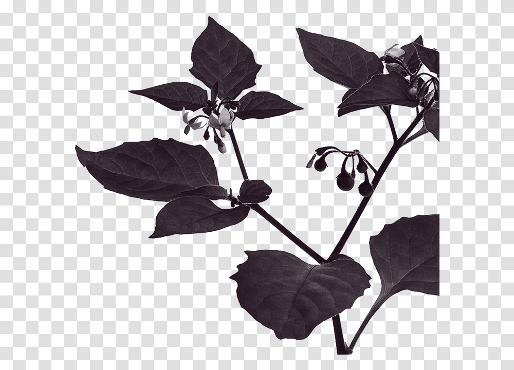 Solanum Nigrum Linn, Leaf, Plant, Silhouette, Tree Transparent Png