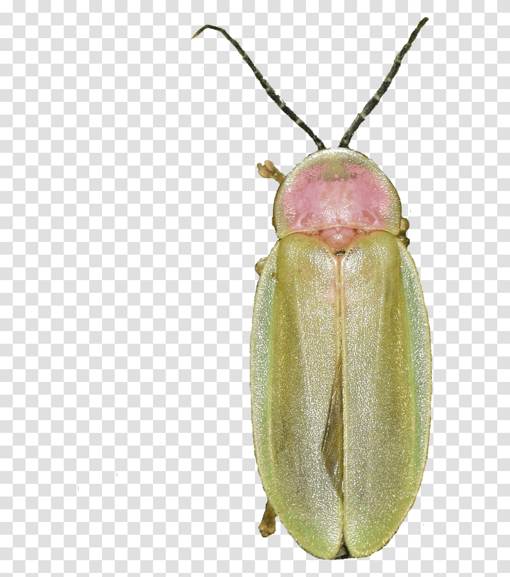 Soldier Beetle, Firefly, Insect, Invertebrate, Animal Transparent Png