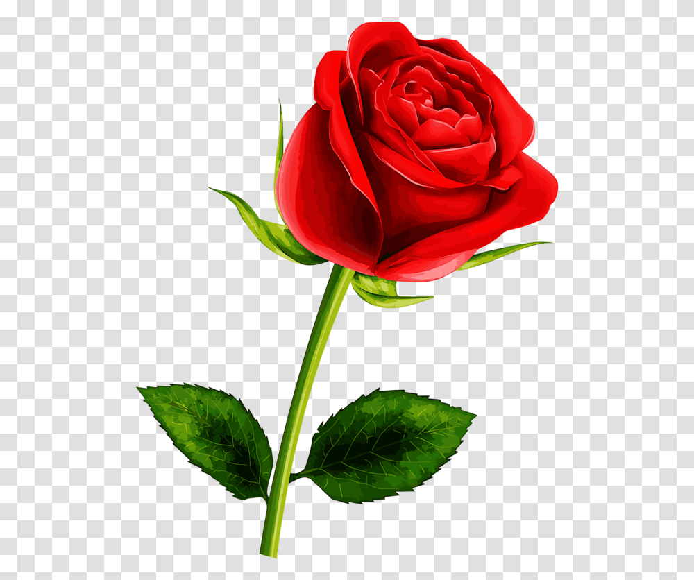 Soledad Red Flowers Pretty Roses Single Single Rose Flower, Plant, Blossom Transparent Png
