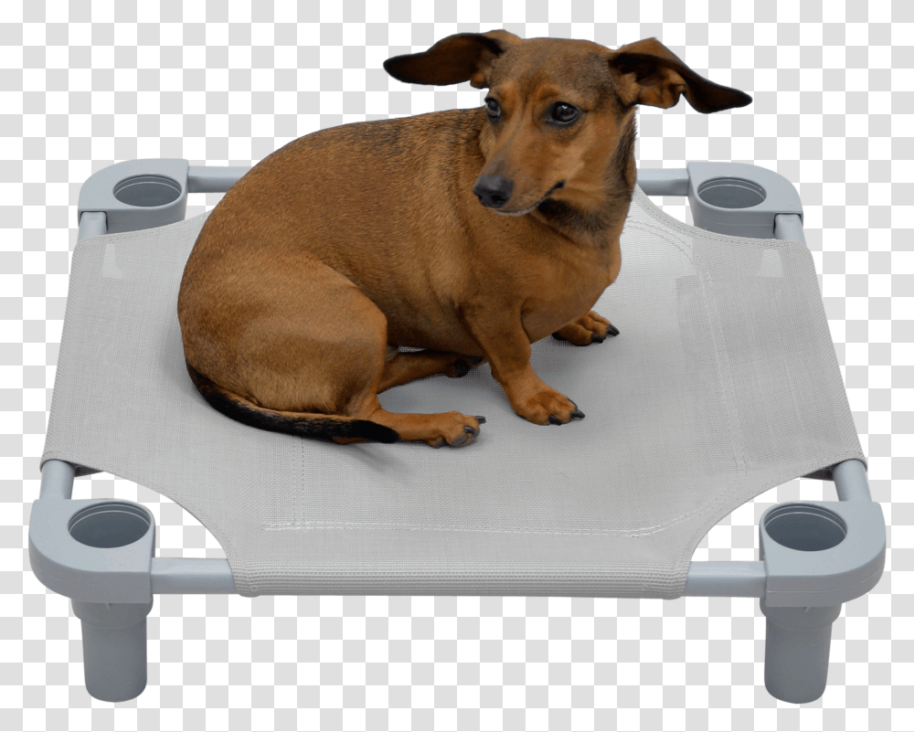 Solid Color Premium Weave Dog Cot Companion Dog, Pet, Canine, Animal, Mammal Transparent Png