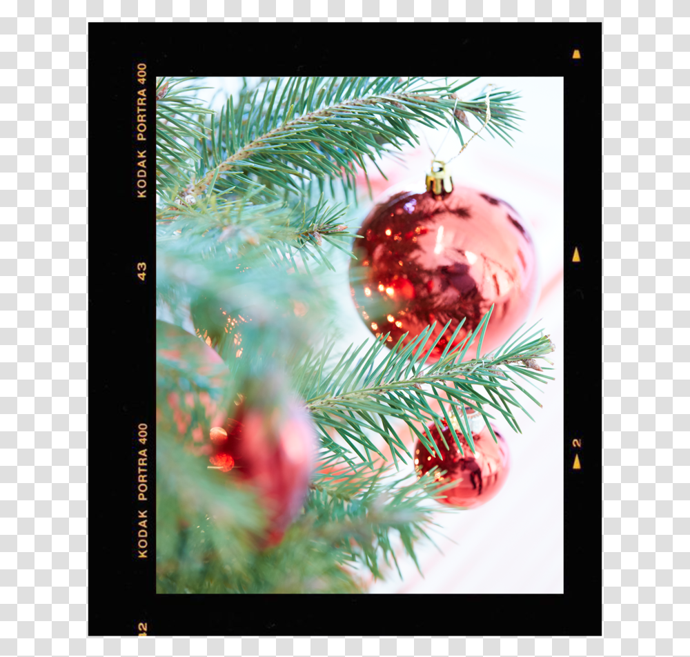 Solo Image Christmas Ornament, Tree, Plant, Christmas Tree, Fir Transparent Png