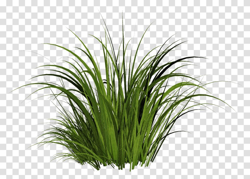 Solved The Material Is Grass Autodesk Community Stingray Tall Grass, Plant, Bush, Vegetation, Water Transparent Png