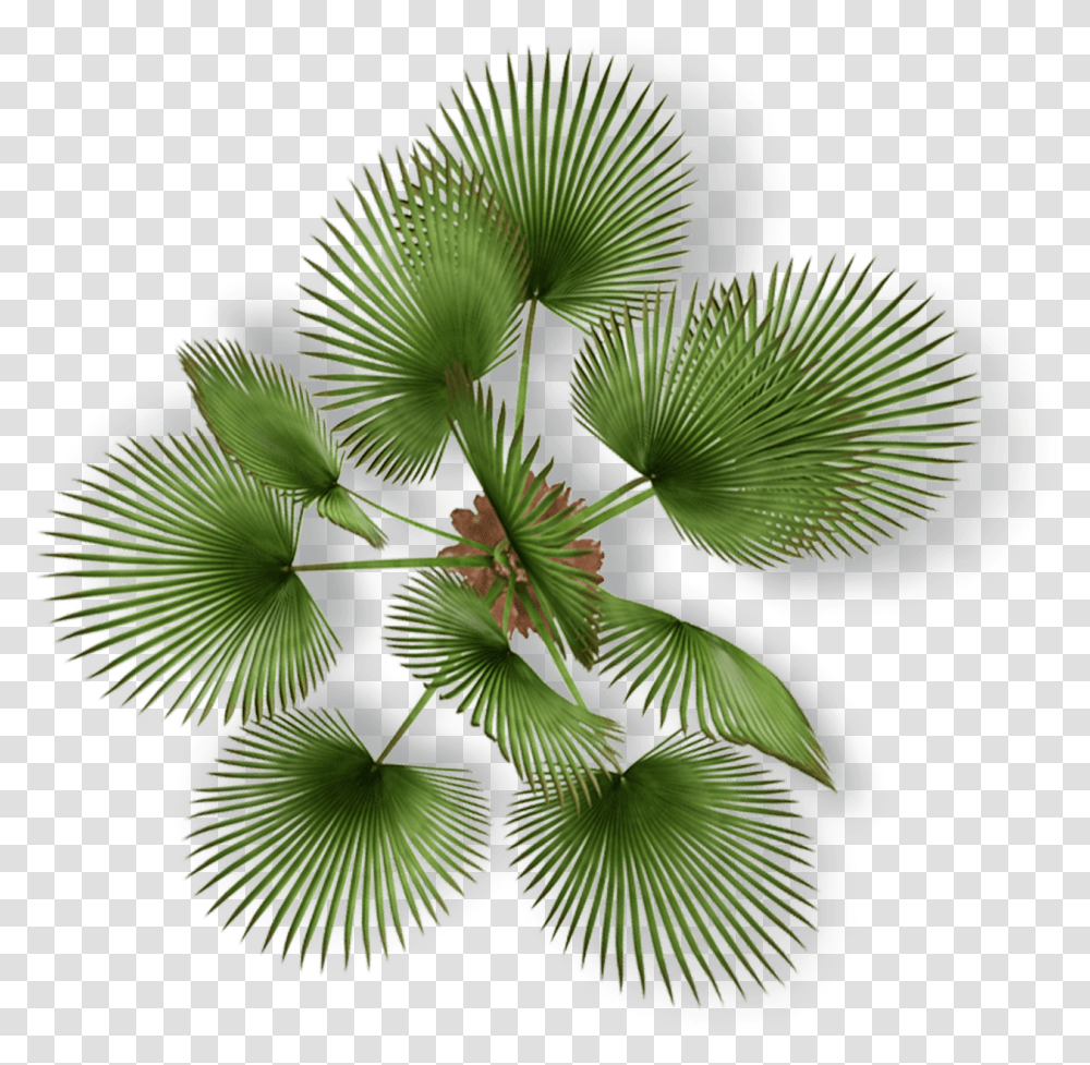 Soly Import Palm Tree Top View, Green, Leaf, Plant, Vegetation Transparent Png
