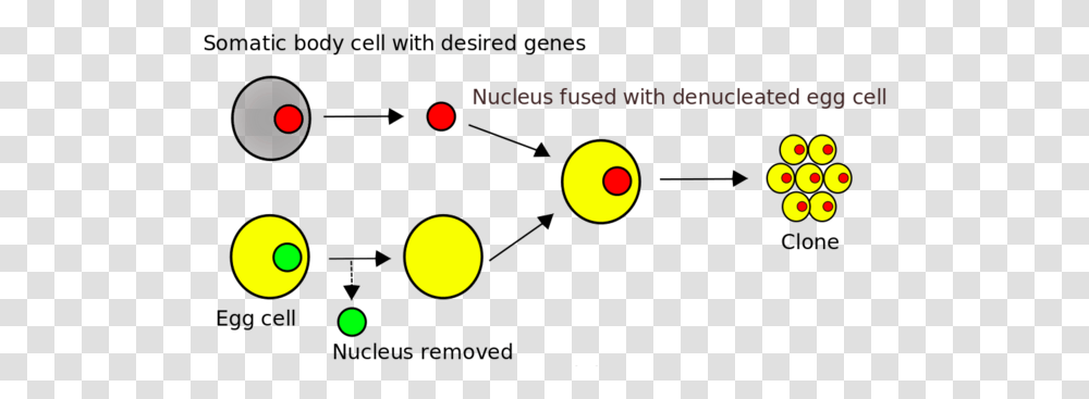 Somatic Cell Nuclear Transfer, Outdoors, Nature, Eclipse, Astronomy Transparent Png