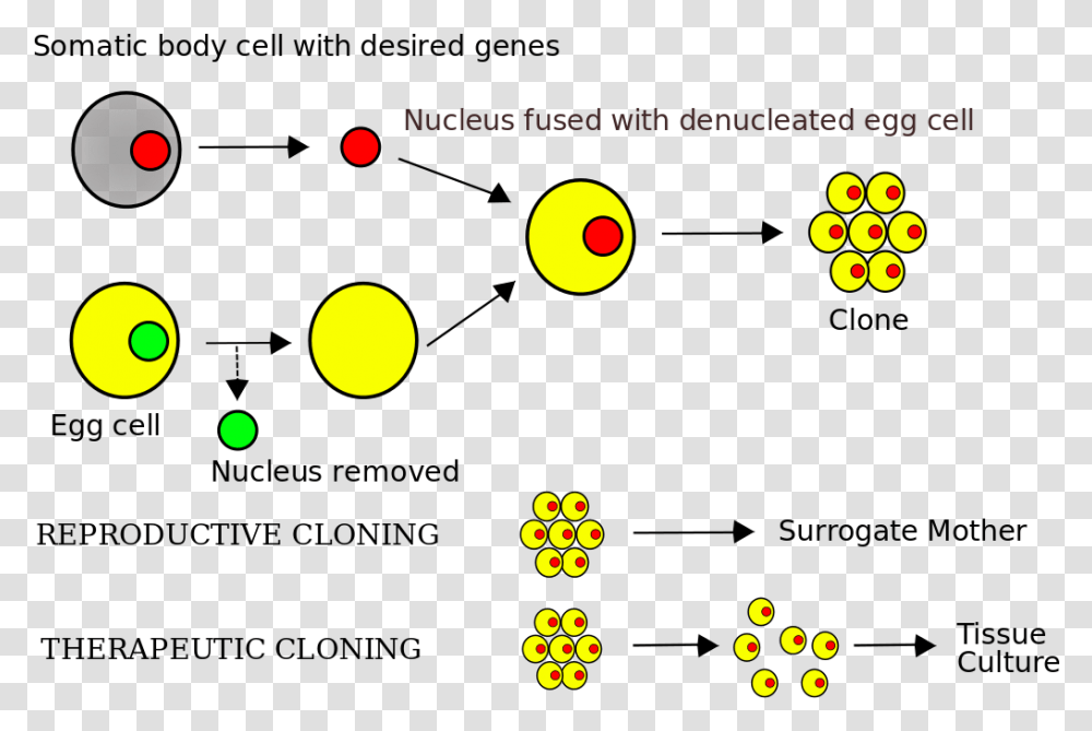 Somatic Cell Nuclear Transfer Steps, Tennis Ball, Sport, Sports, Table Transparent Png