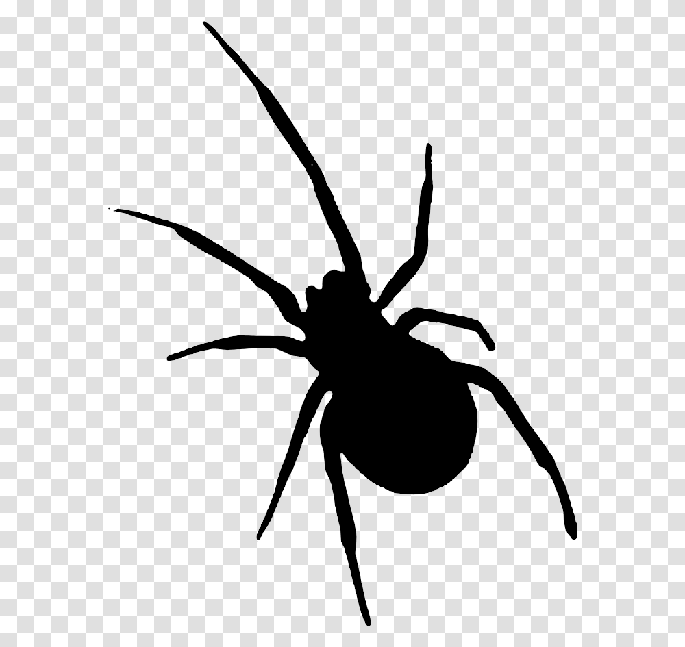 Sombra Halloween Halloween, Invertebrate, Animal, Bow, Spider Transparent Png