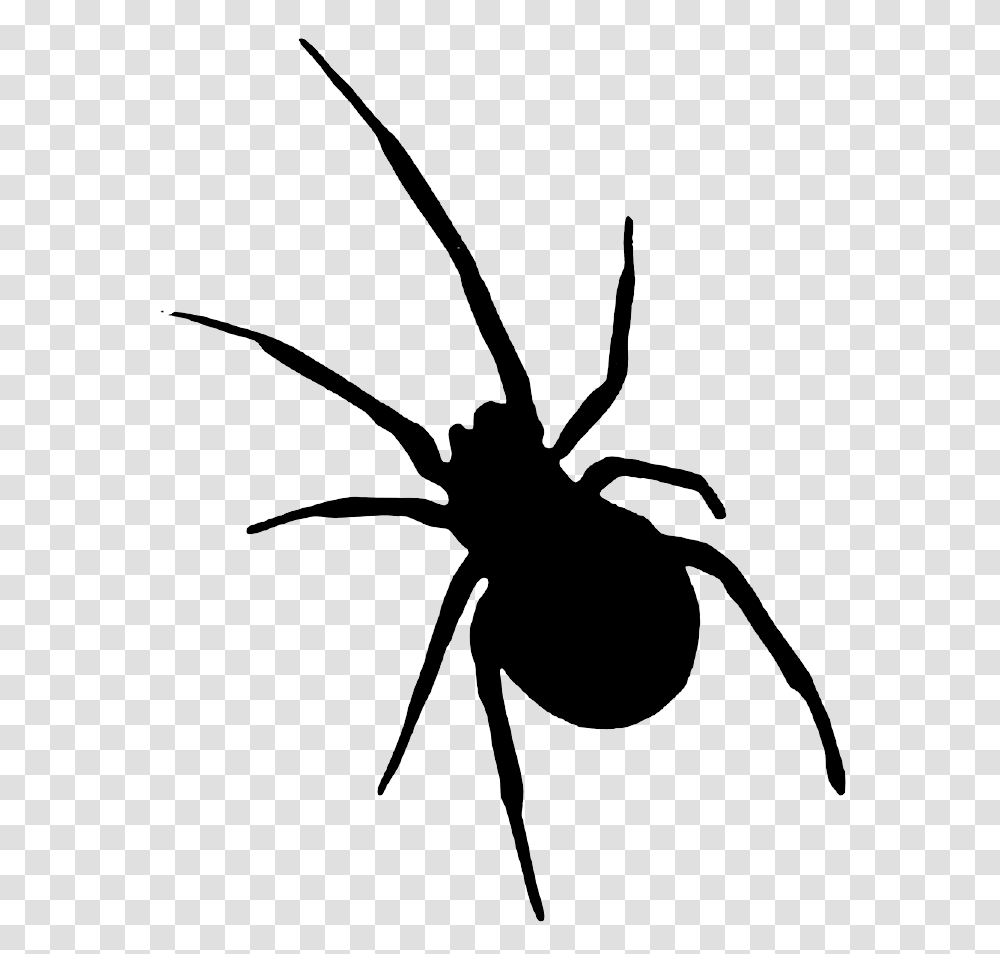 Sombra Halloween, Invertebrate, Animal, Insect, Black Widow Transparent Png