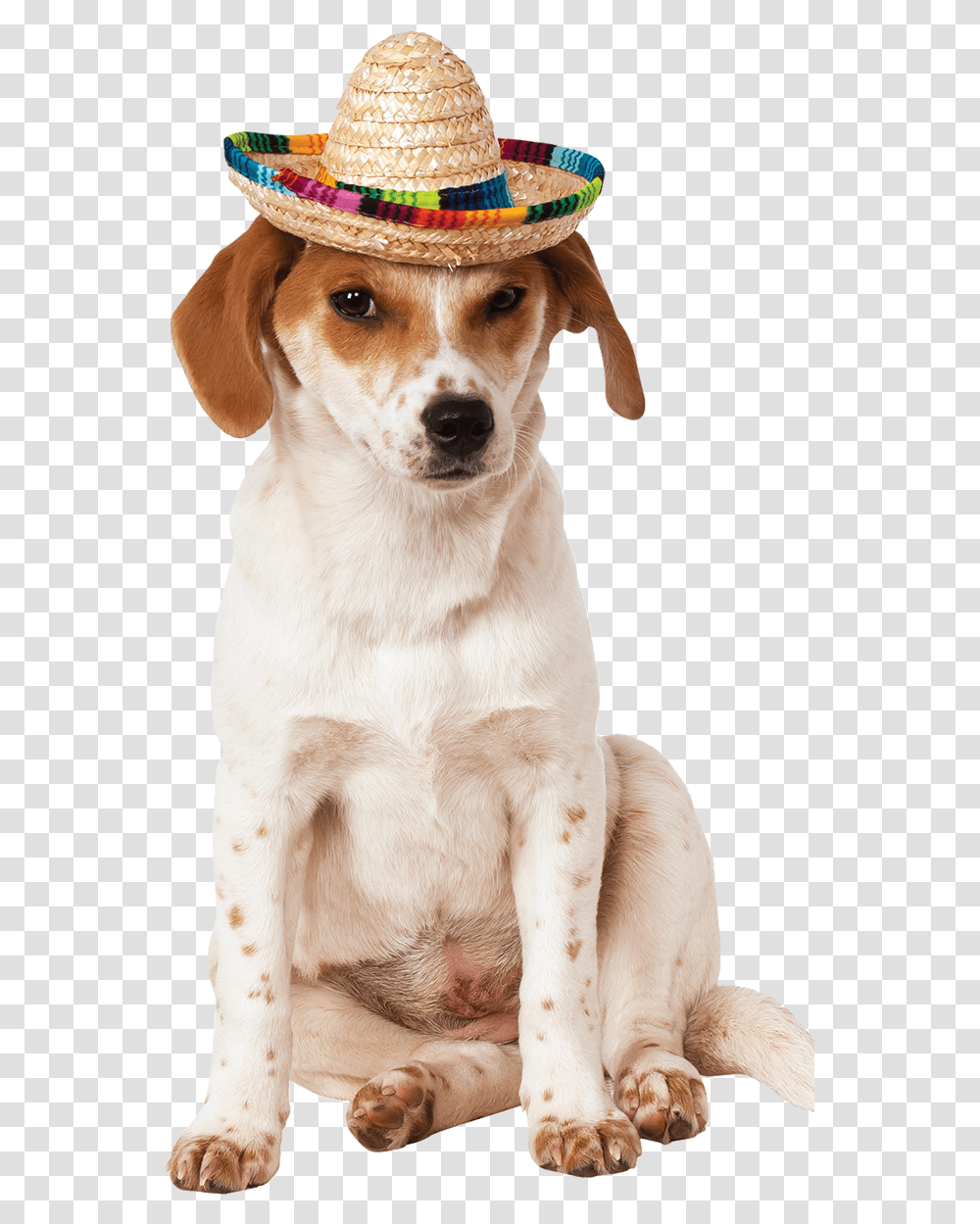 Sombrero Hat Dog Costume Sombrero Hat, Pet, Canine, Animal, Mammal Transparent Png
