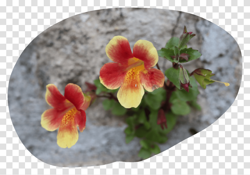 Some Wildflowers Alstroemeriaceae Transparent Png
